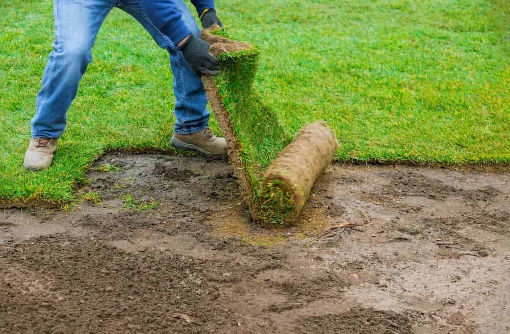 Sod Installation Services image